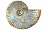 2 1/2" Silver Iridescent Ammonite Fossils - Photo 2